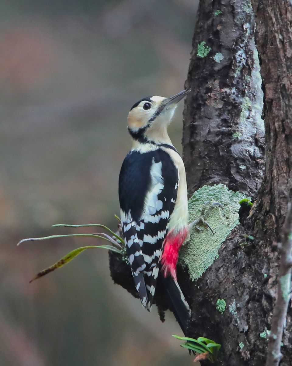 野鳥撮影に！Canon EF 500mm F4 IS EF500mm F4L IS USMで撮影された写真 | 写真検索 | GANREF
