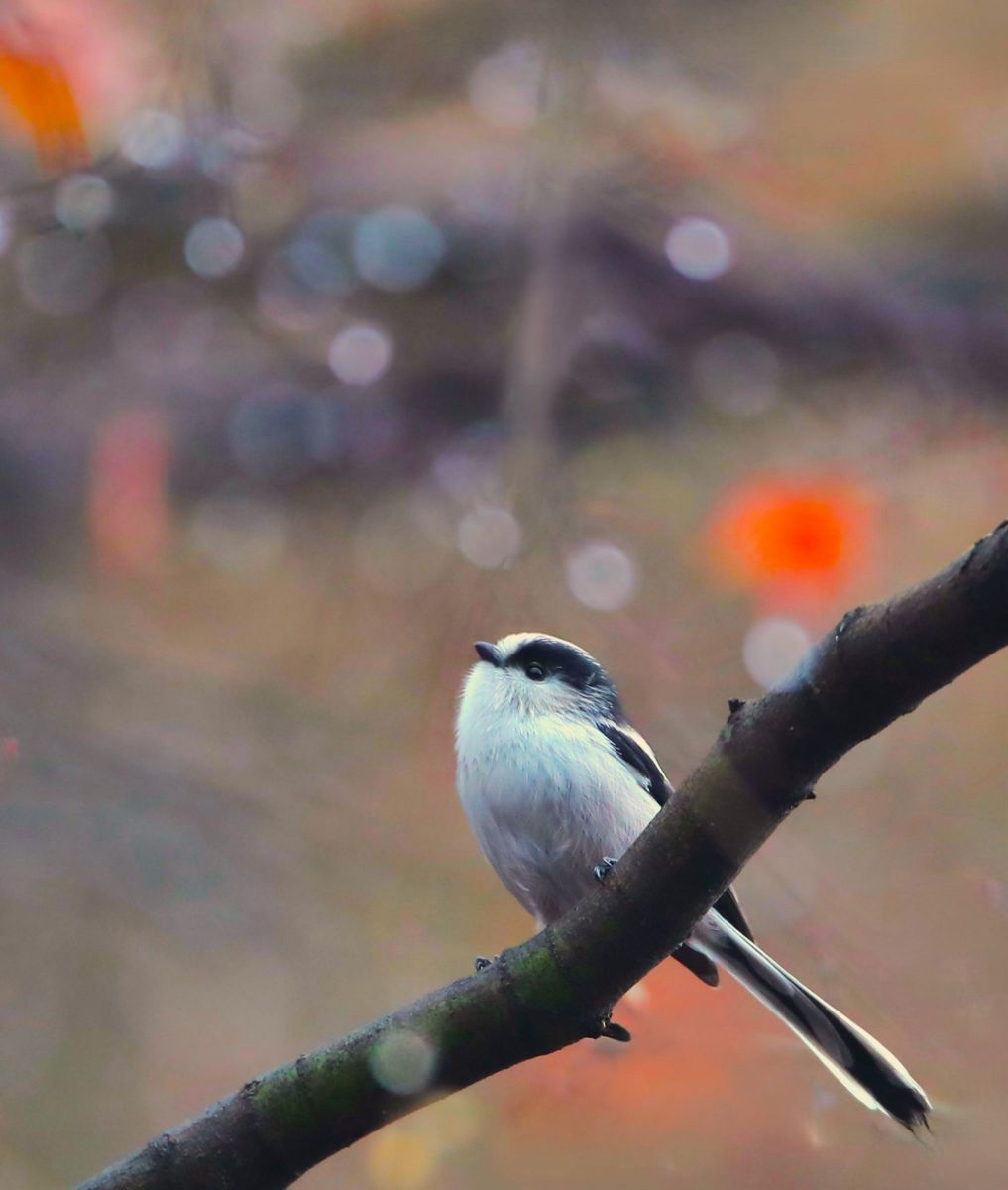 EF500mm F4L IS USMで撮影された写真 | 写真検索 | GANREF