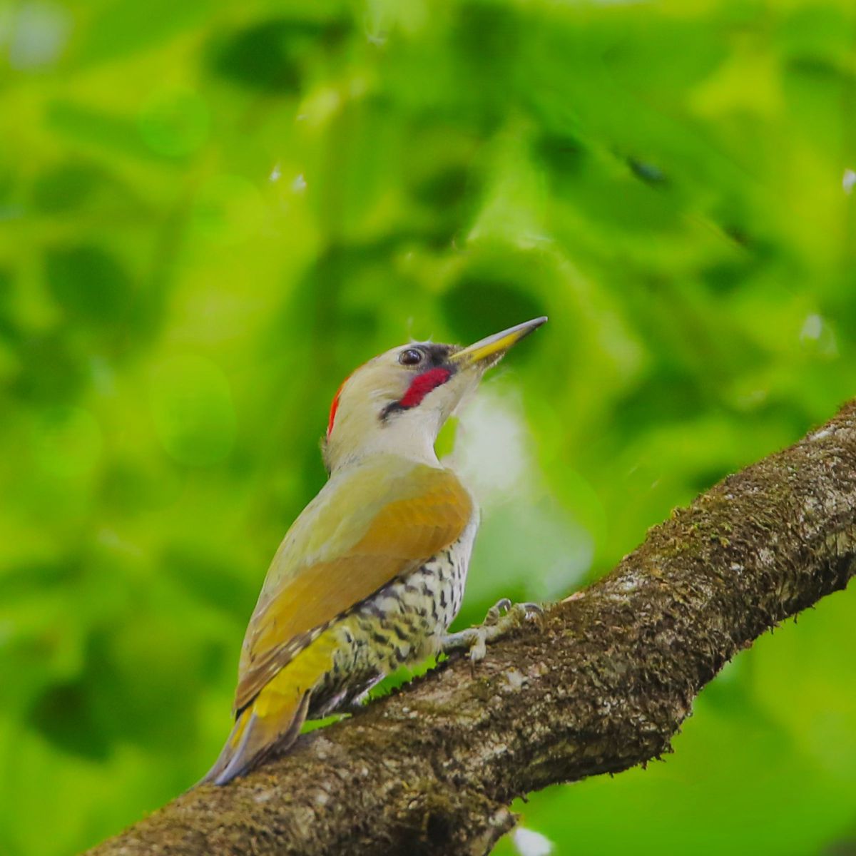 EF500mm F4L IS USMで撮影された写真 | 写真検索 | GANREF