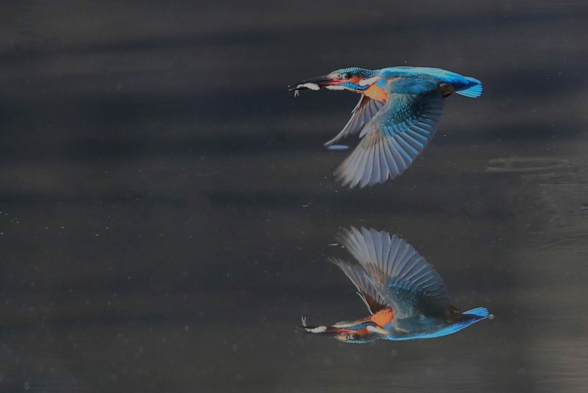 EF500mm F4L IS USMで撮影された写真 | 写真検索 | GANREF