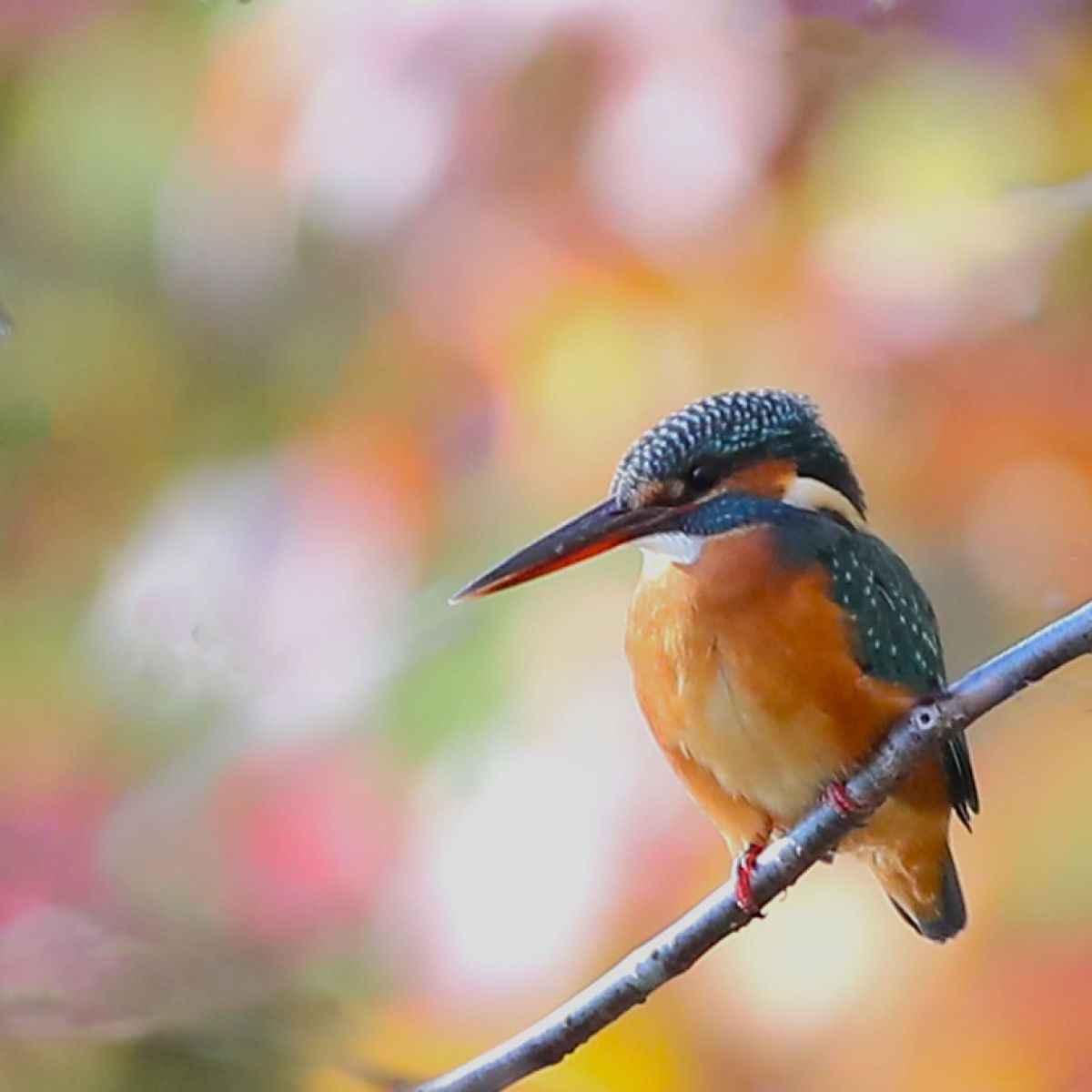 野鳥撮影に！Canon EF 500mm F4 IS 9ffae160-8e96-11ed-9424-
