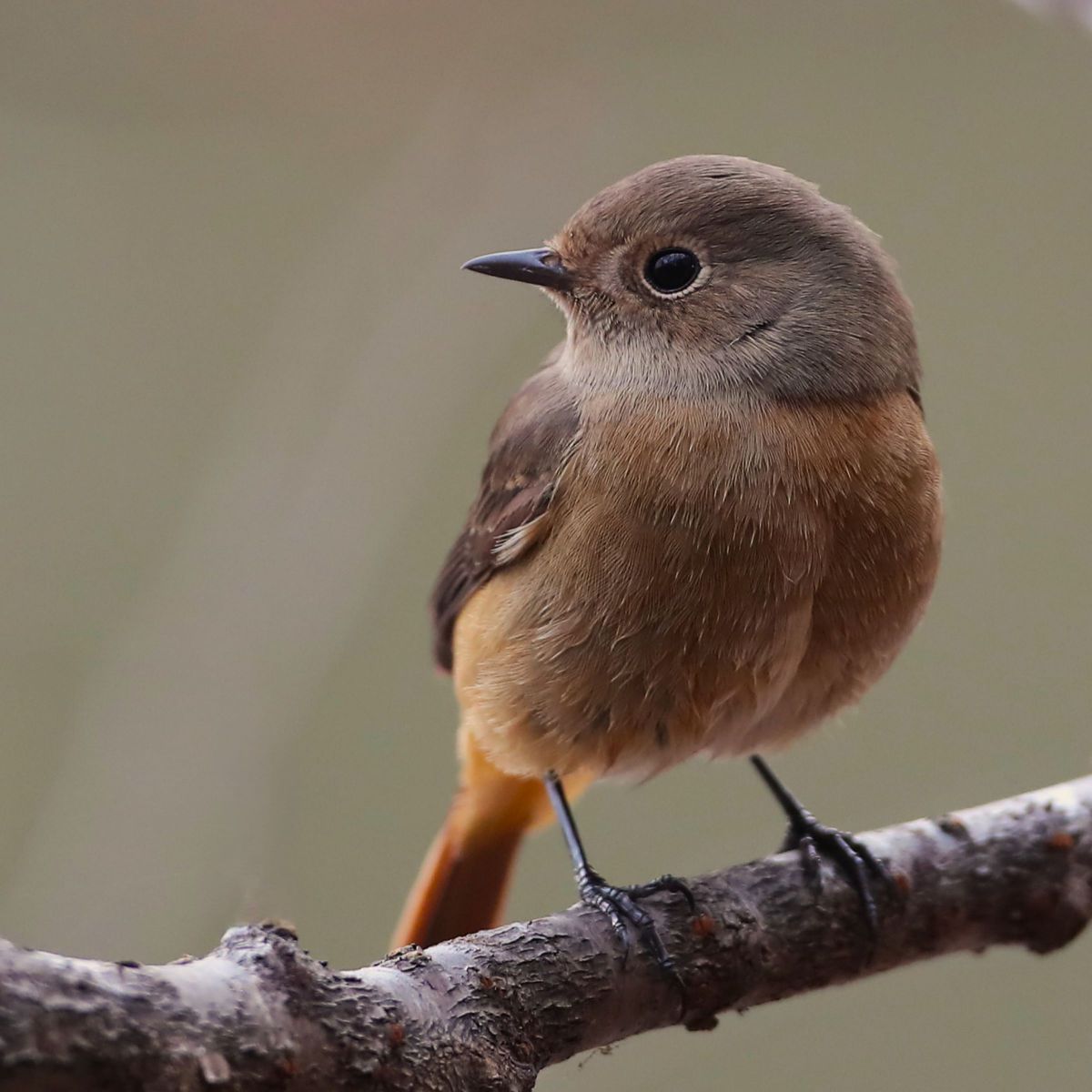 EF500mm F4L IS USMで撮影された写真 | 写真検索 | GANREF