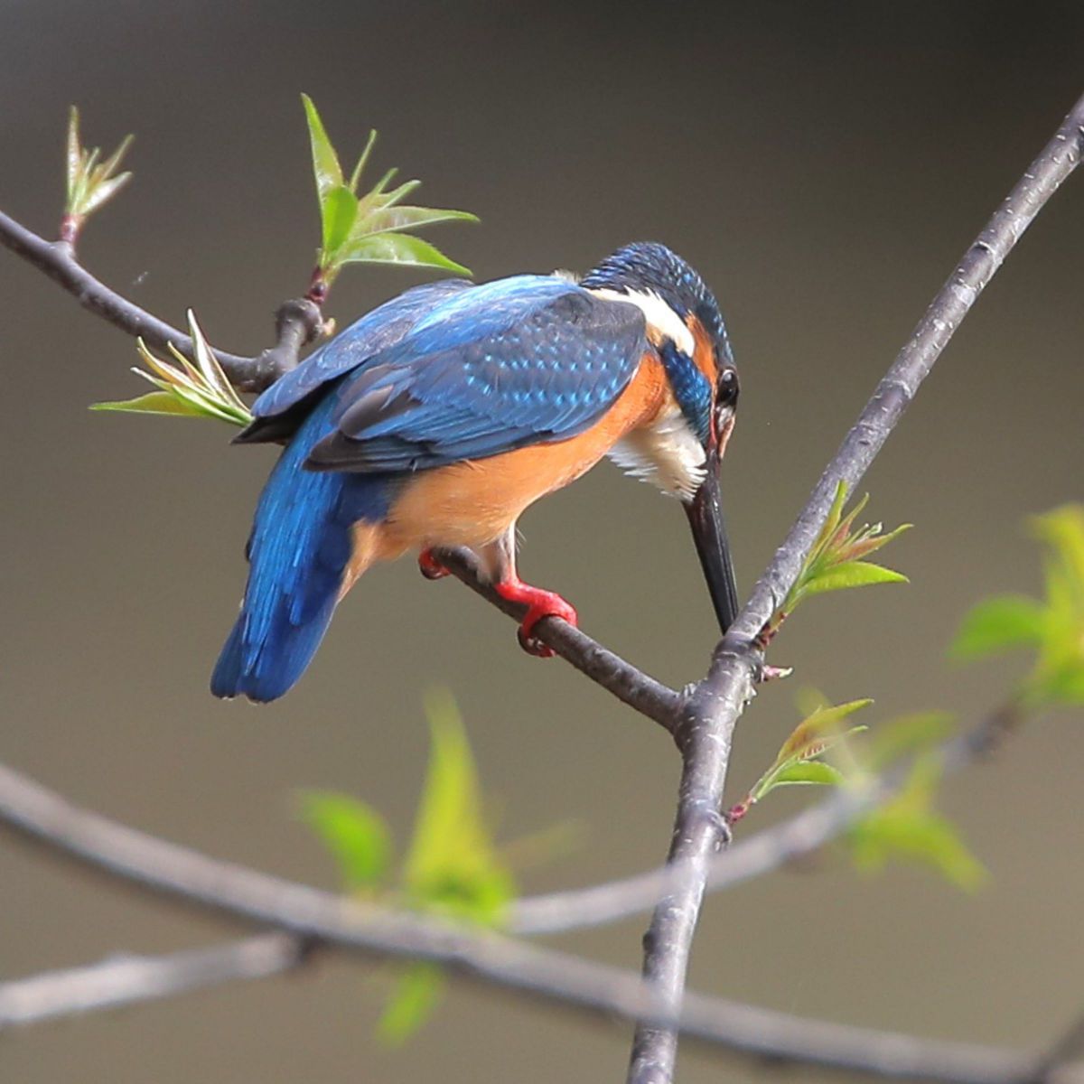 野鳥撮影に！Canon EF500mm F4L IS USM Canon EF500mm F4L IS II USM を見直す｜神戸の野鳥クラブ@きたの みつよし