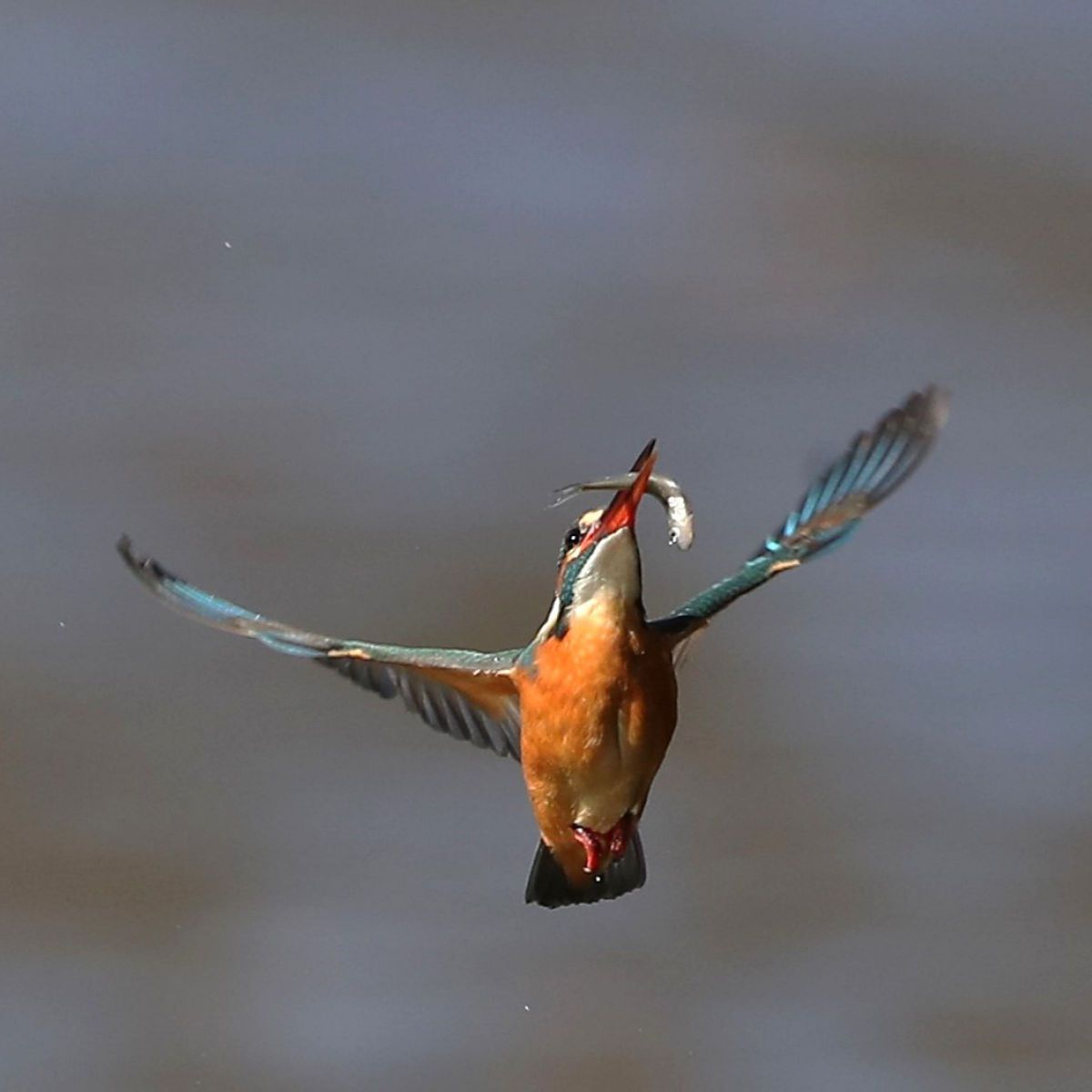 EF500mm F4L IS USMで撮影された写真 | 写真検索 | GANREF