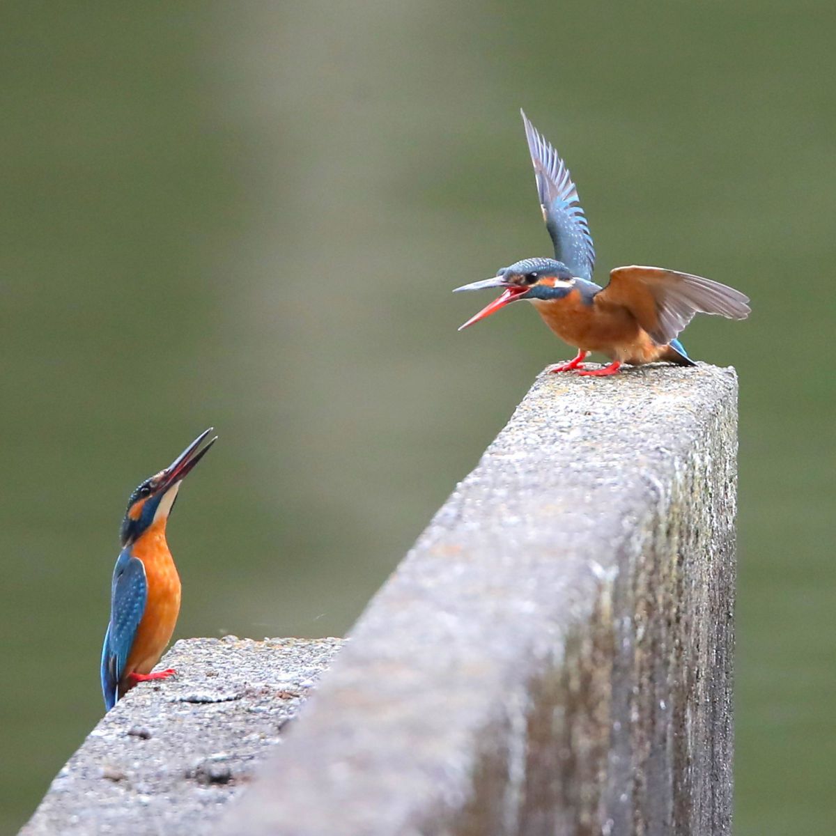 野鳥撮影に！Canon EF500mm F4L IS USM Canon EF500mm F4L IS II USM を見直す｜神戸の野鳥クラブ@きたの みつよし
