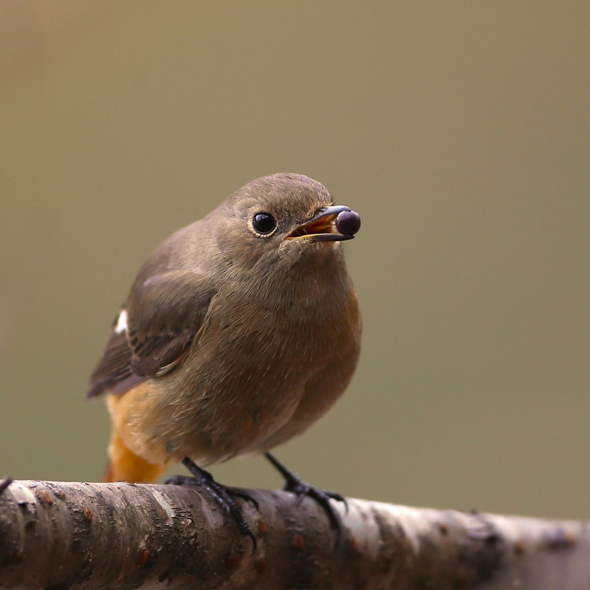 EF500mm F4L IS USMで撮影された写真 | 写真検索 | GANREF