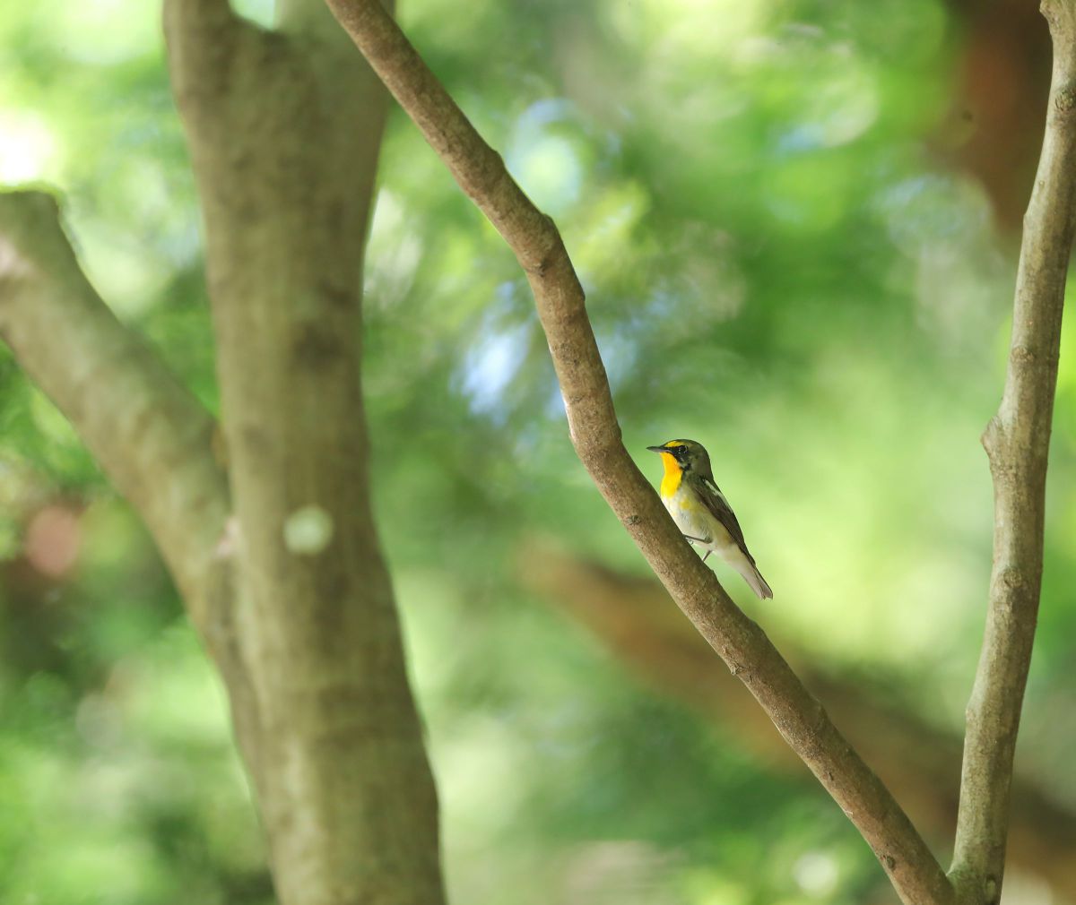 EF500mm F4L IS USMで撮影された写真 | 写真検索 | GANREF