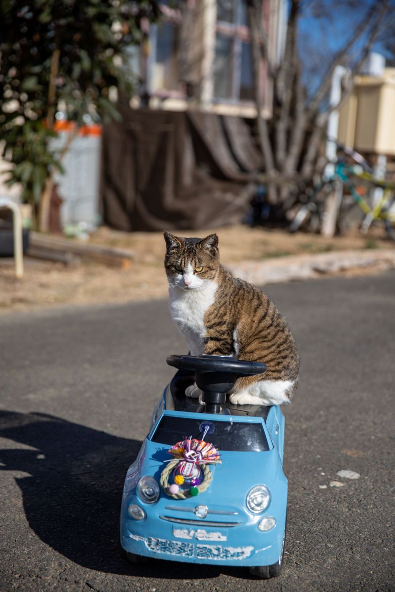 猫と一緒に車で旅行する方法