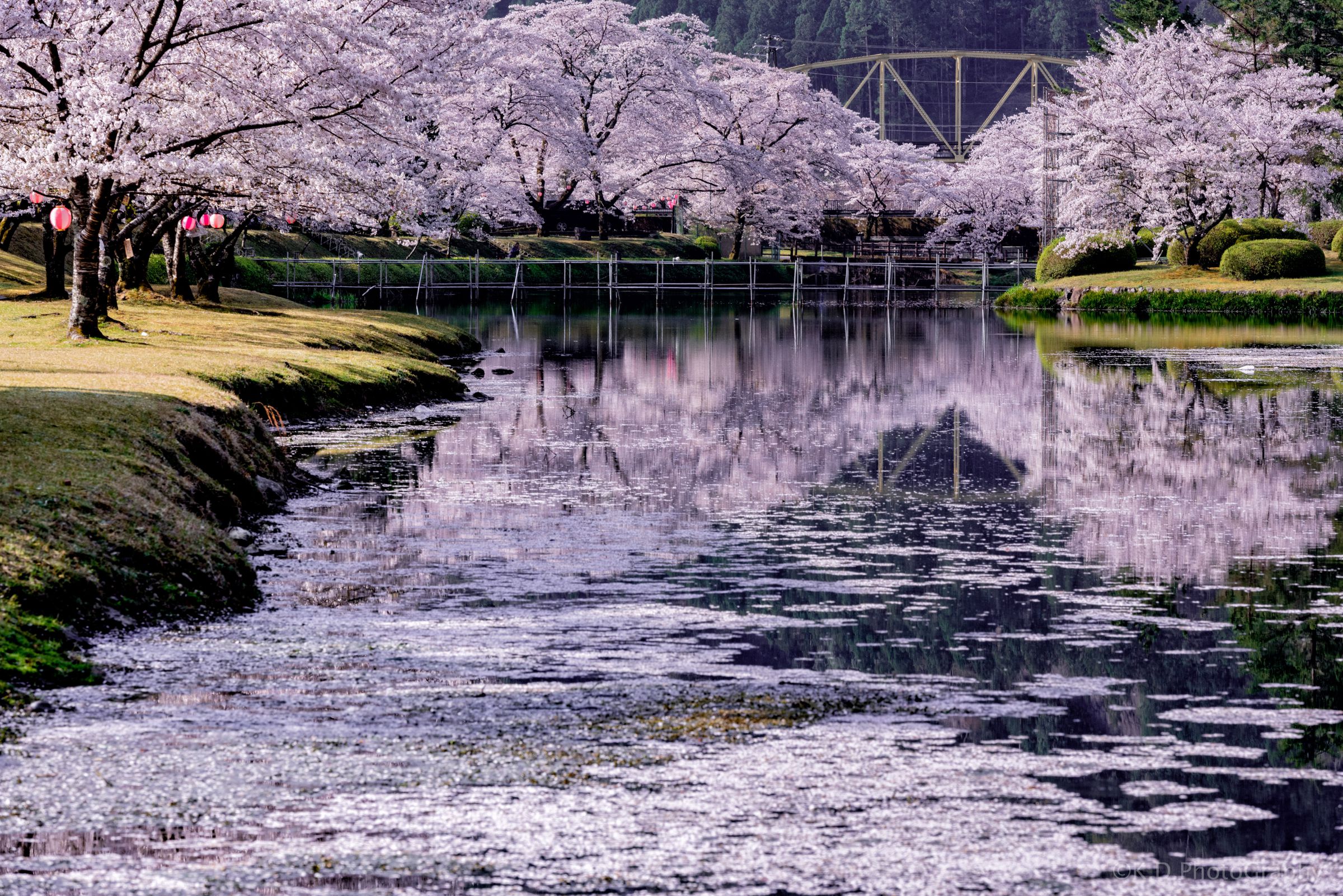 桜リフレクション | GANREF