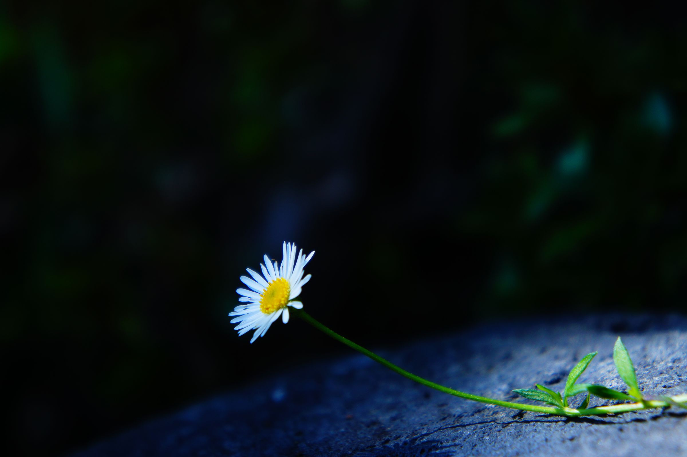 花一輪 | GANREF