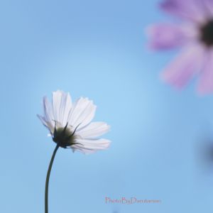 紅蓮花 植物 花 花びら Ganref 紅蓮花 植物 花 花びら Ganref