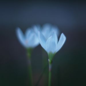 紅蓮花 植物 花 花びら Ganref 紅蓮花 植物 花 花びら Ganref