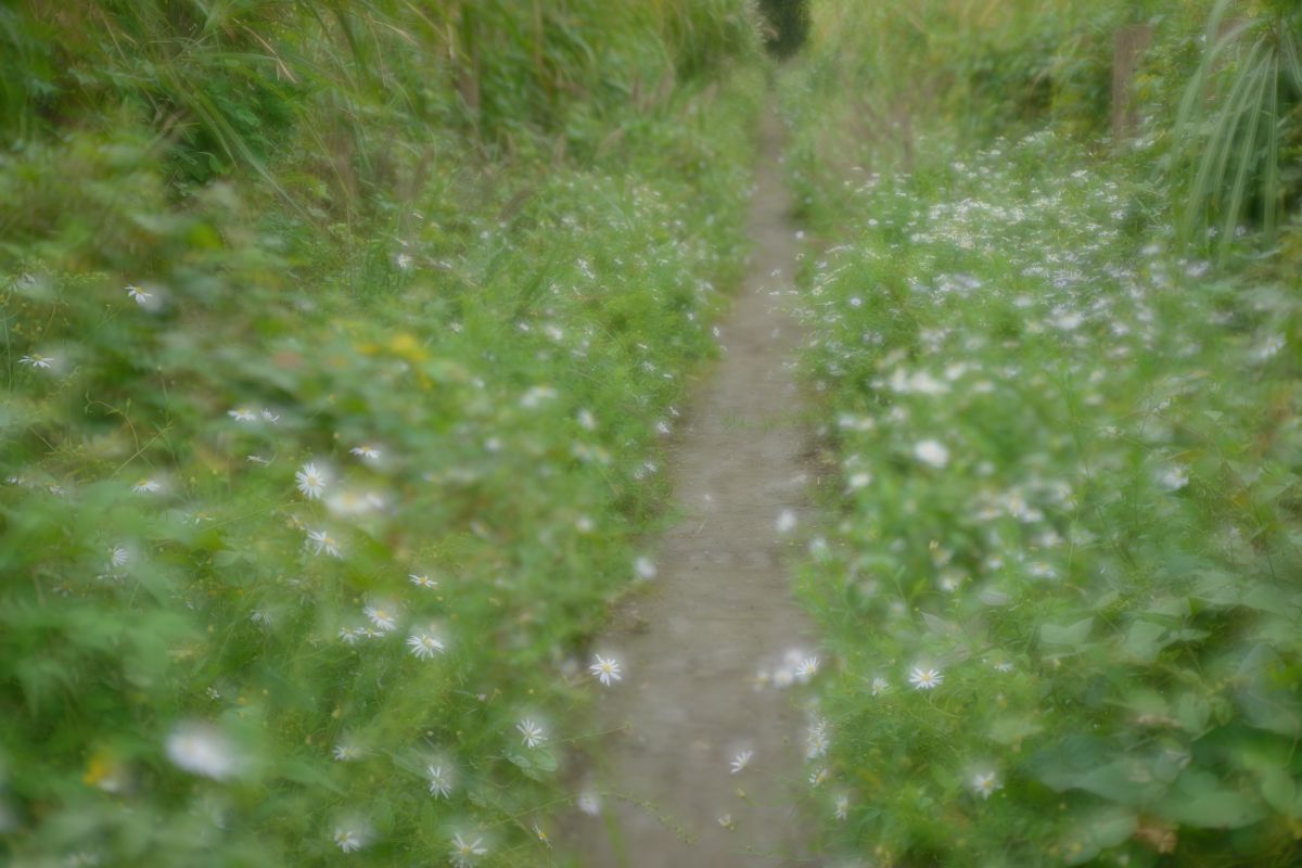 秋の野道 自然 風景 河川 Ganref