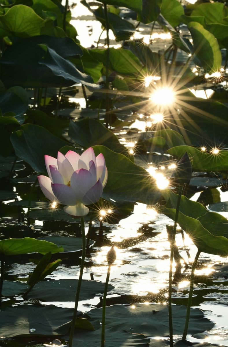 水花火 植物 花 花びら Ganref