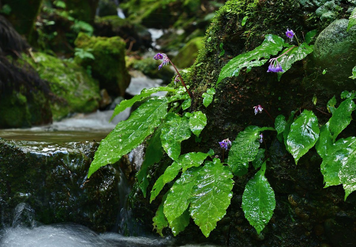 涼花 自然 風景 滝 Ganref