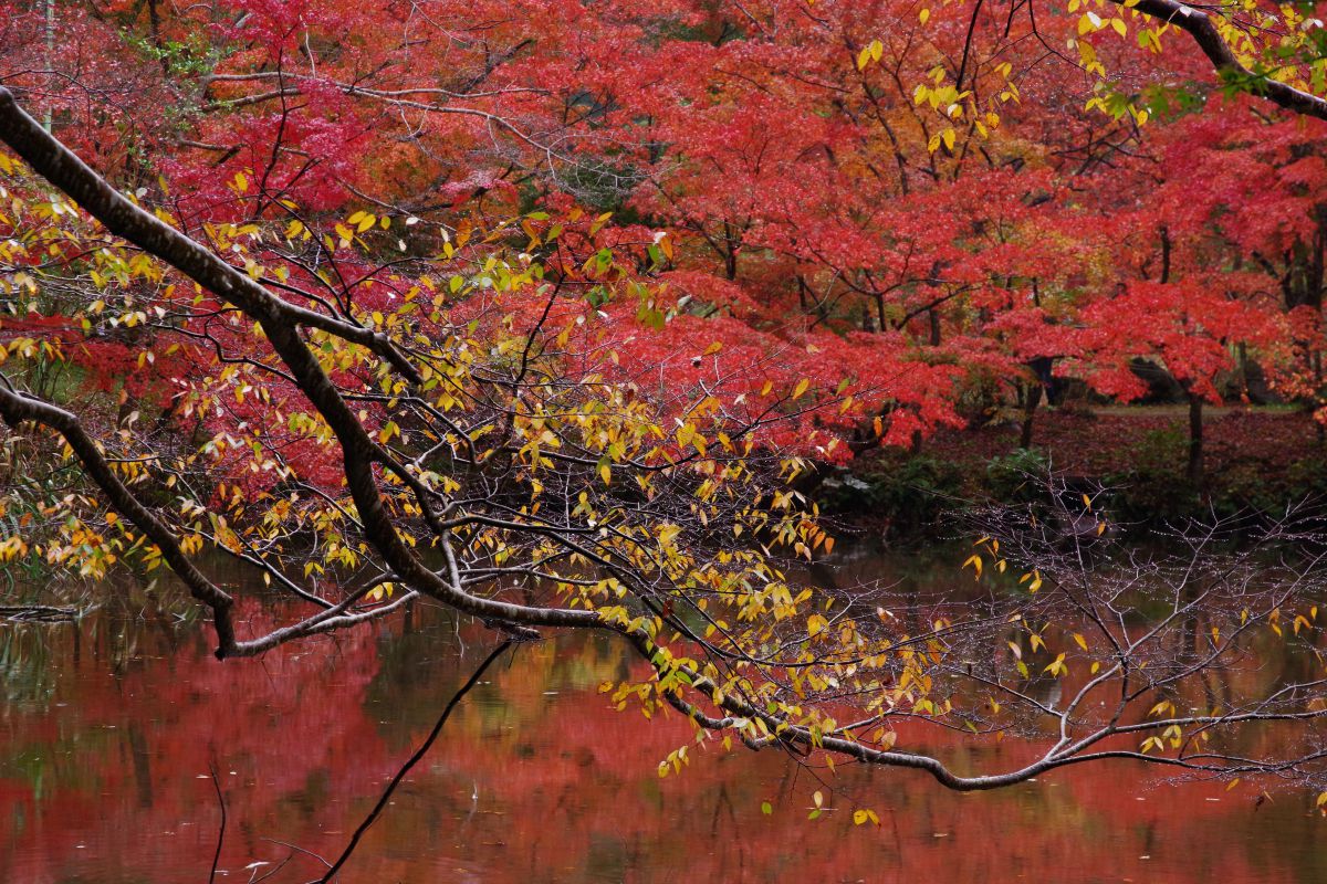 泉自然公園8 GANREF