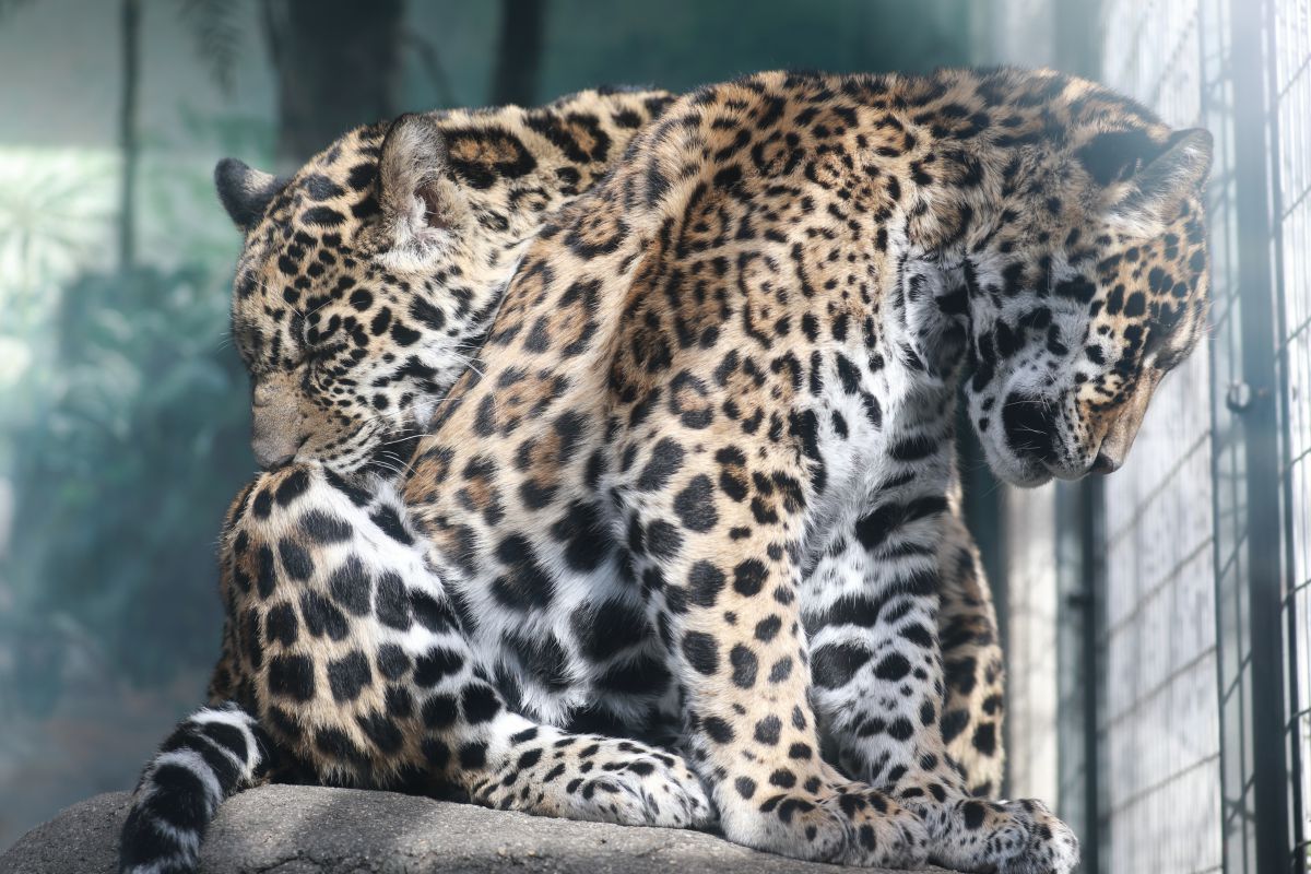 暖かいねぇ 動物 その他の陸の生物 Ganref