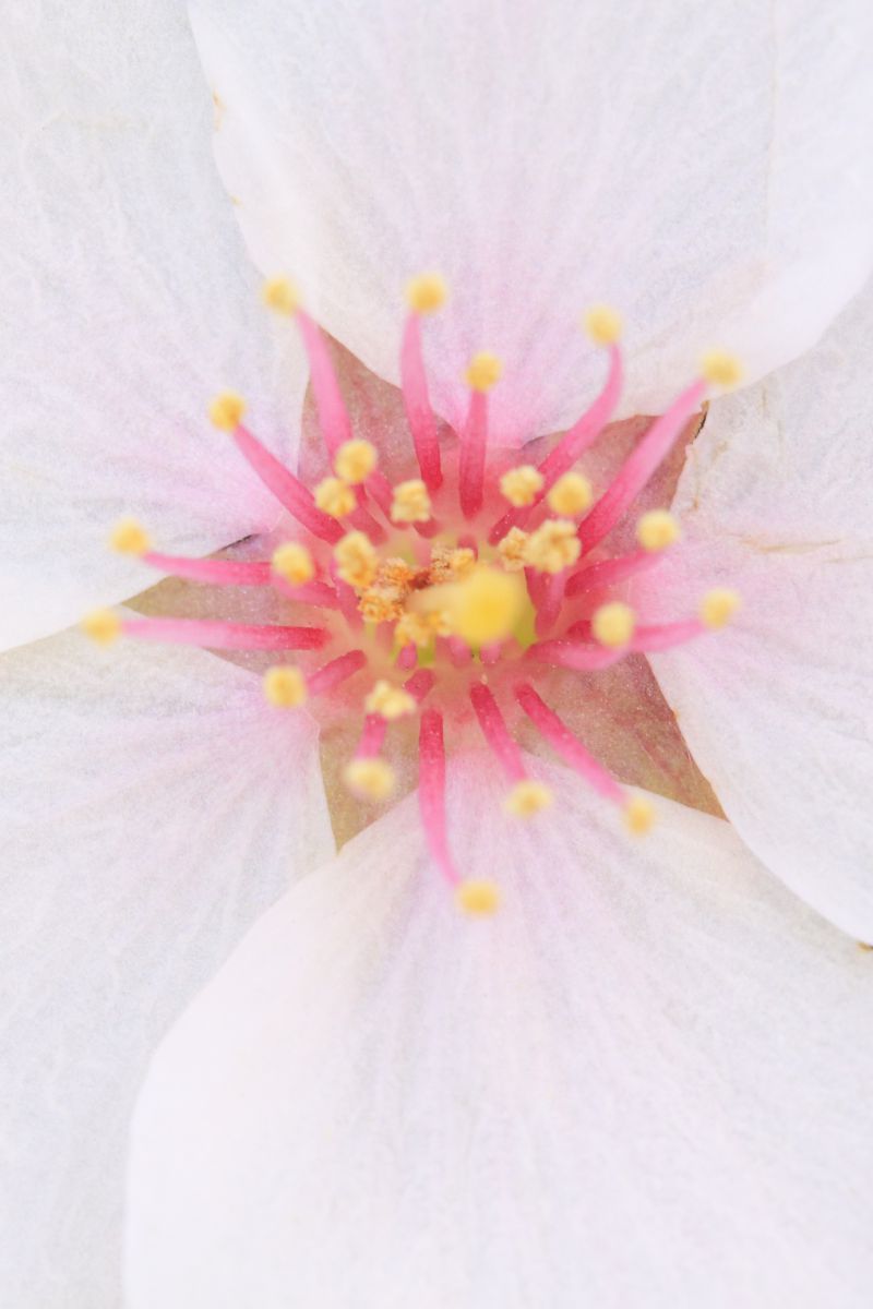 春の五芒星 植物 花 花びら Ganref
