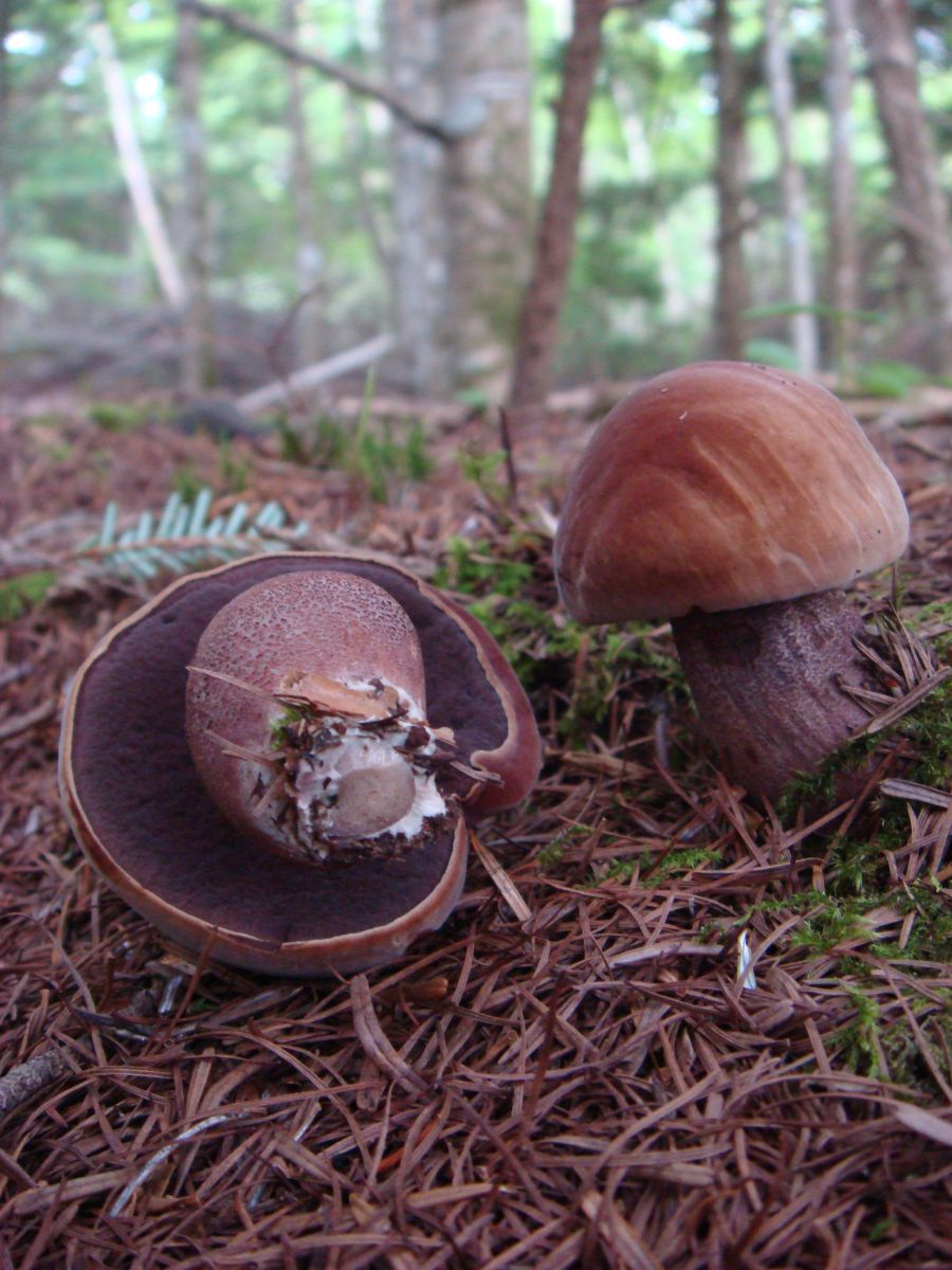 ウラグロニガイグチ 自然 風景 その他 Ganref