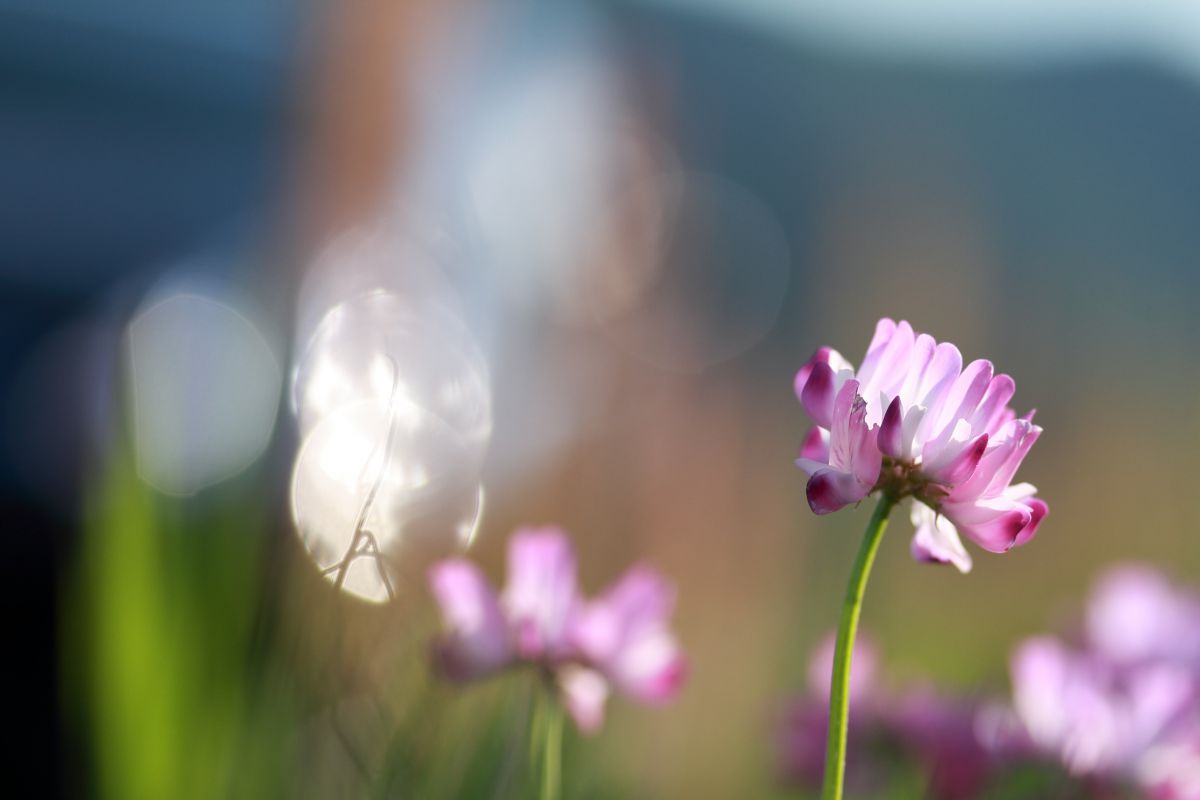 道端の花 植物 花 花びら Ganref
