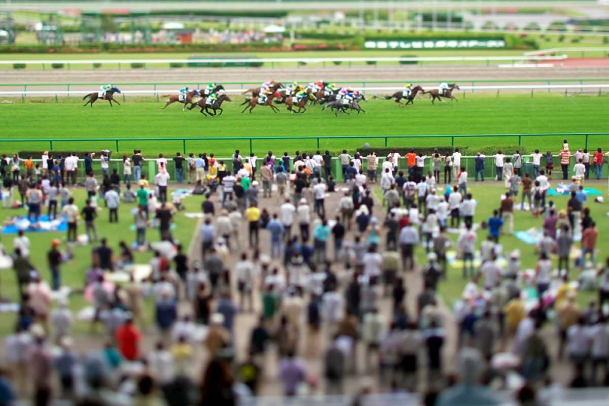 競馬場にて ミニチュア風 動物 その他の陸の生物 Ganref