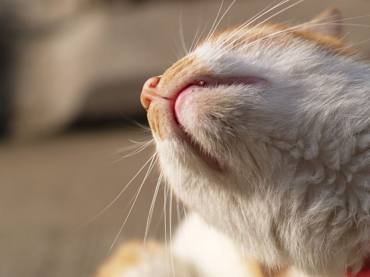 八重歯  動物 ＞ 猫  GANREF