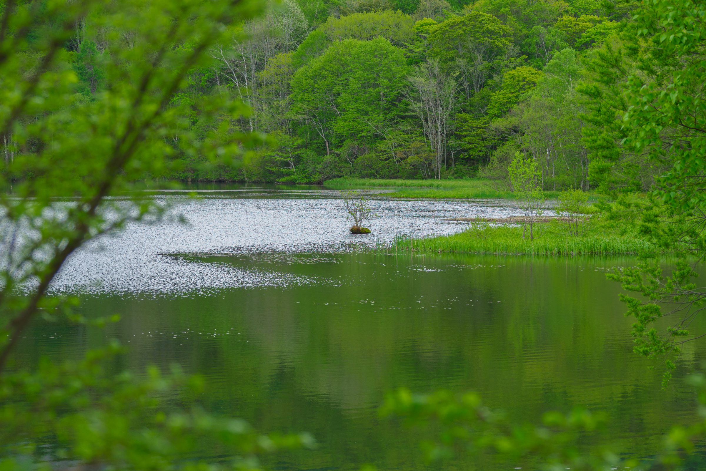 静かな湖畔の森の影から | GANREF