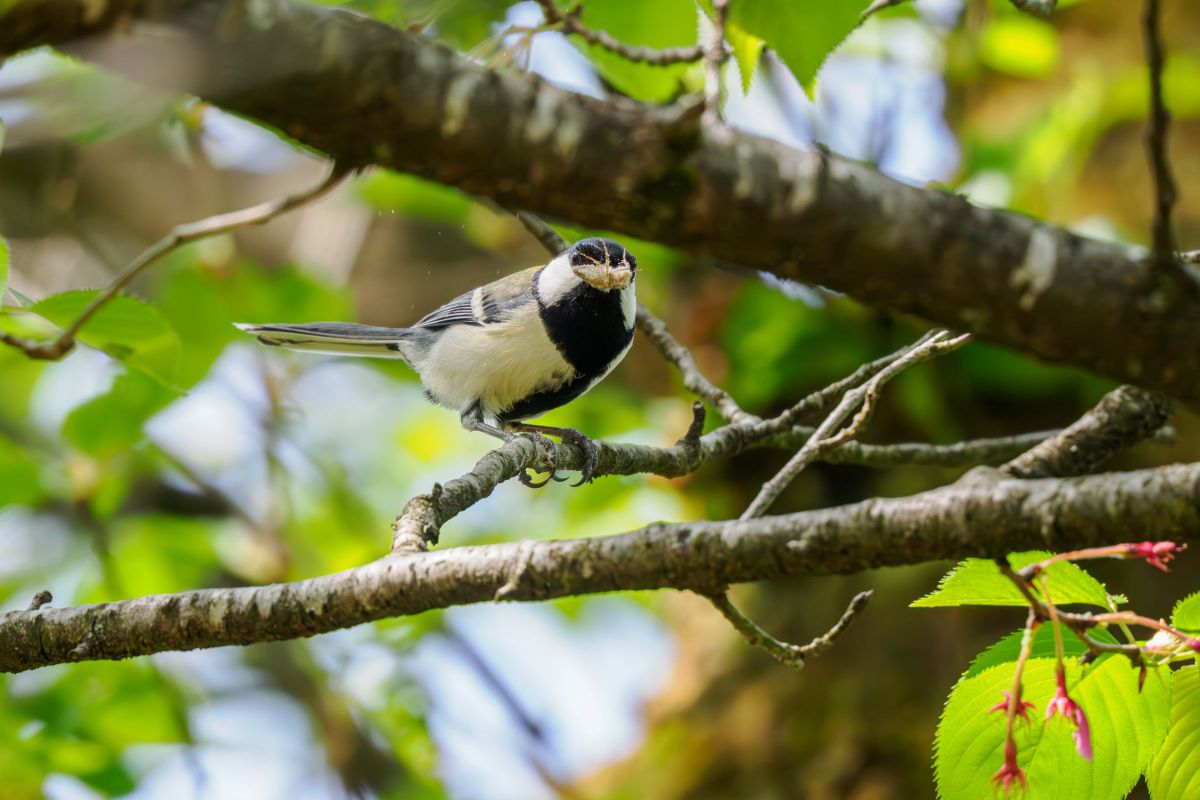 M.ZUIKO DIGITAL ED 150-400mm F4.5 TC1.25x IS PROで撮影された