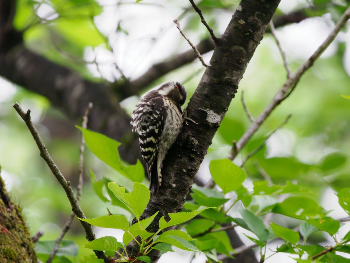 俺は男だ、あるいは男の証明 GANREF