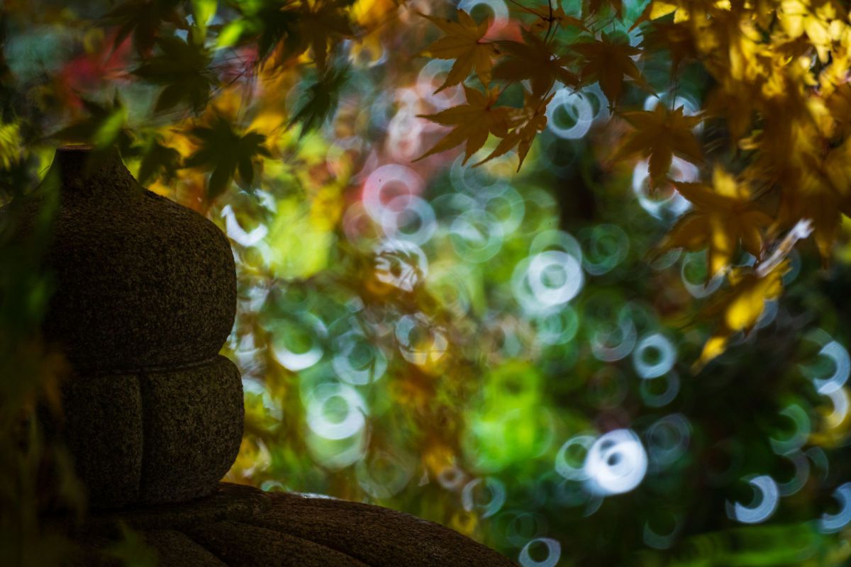 500mm F8 Reflexで撮影された写真 | 写真検索 | GANREF