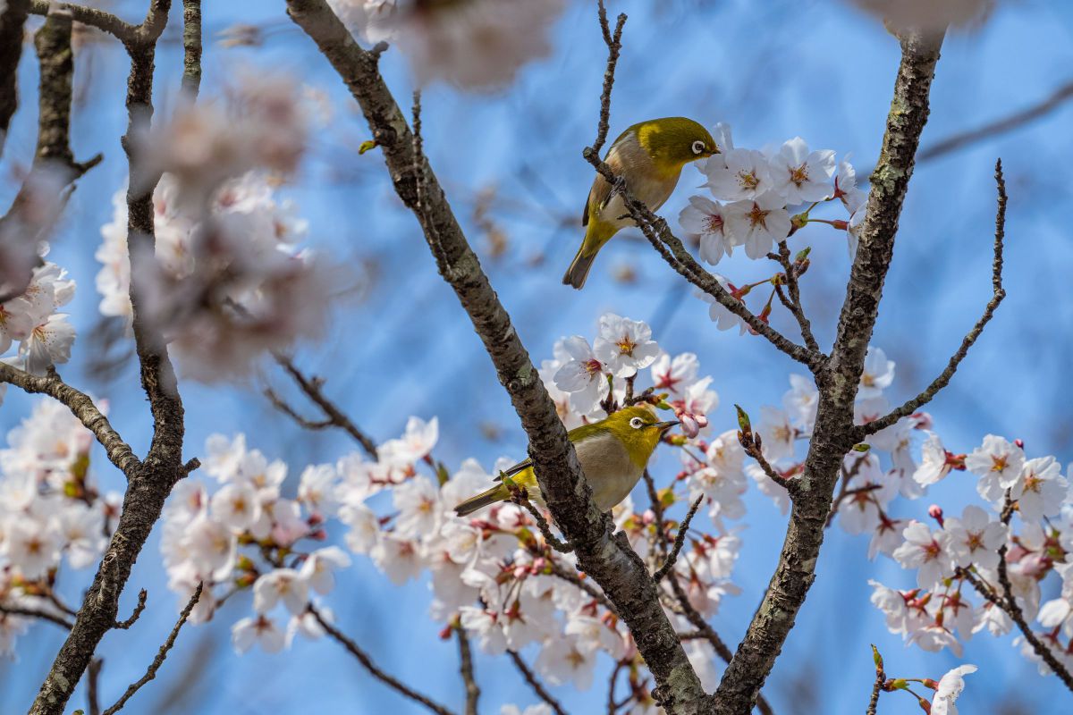 修ページ 製品特長｜M.ZUIKO DIGITAL ED 150-400mm F4.5 TC1.25x IS PRO