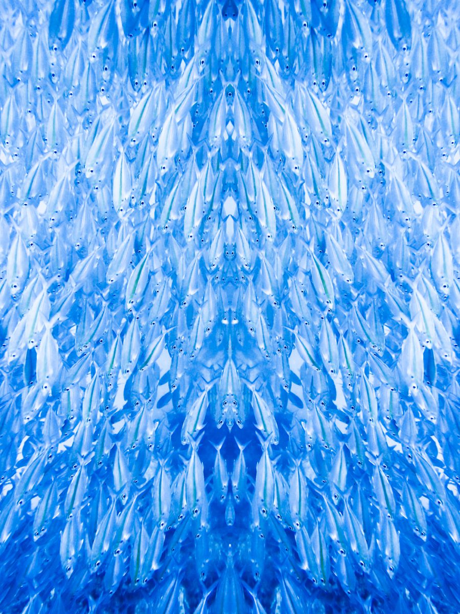 魚群模様 自然 風景 海 Ganref