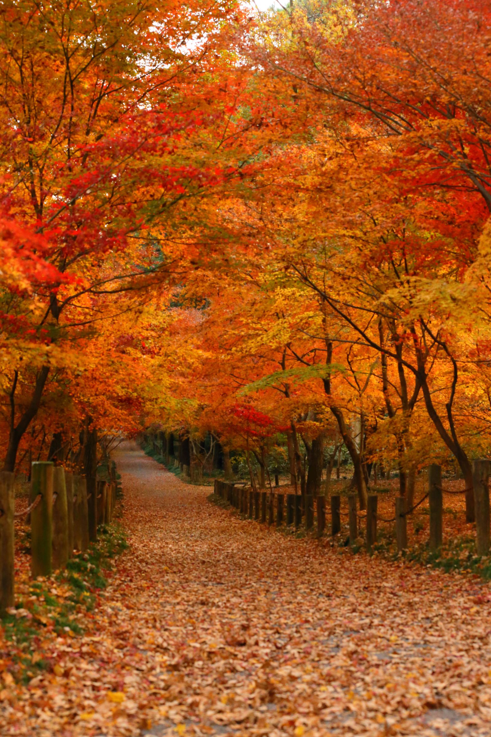 JKworks「紅葉」