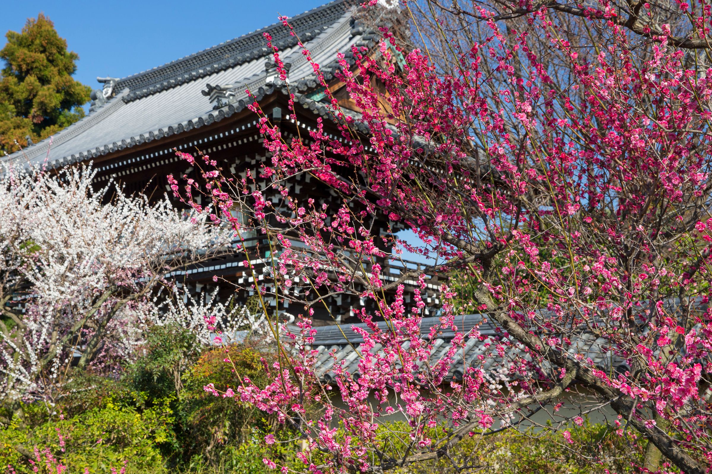 梅宮大社紅白梅♬ | GANREF