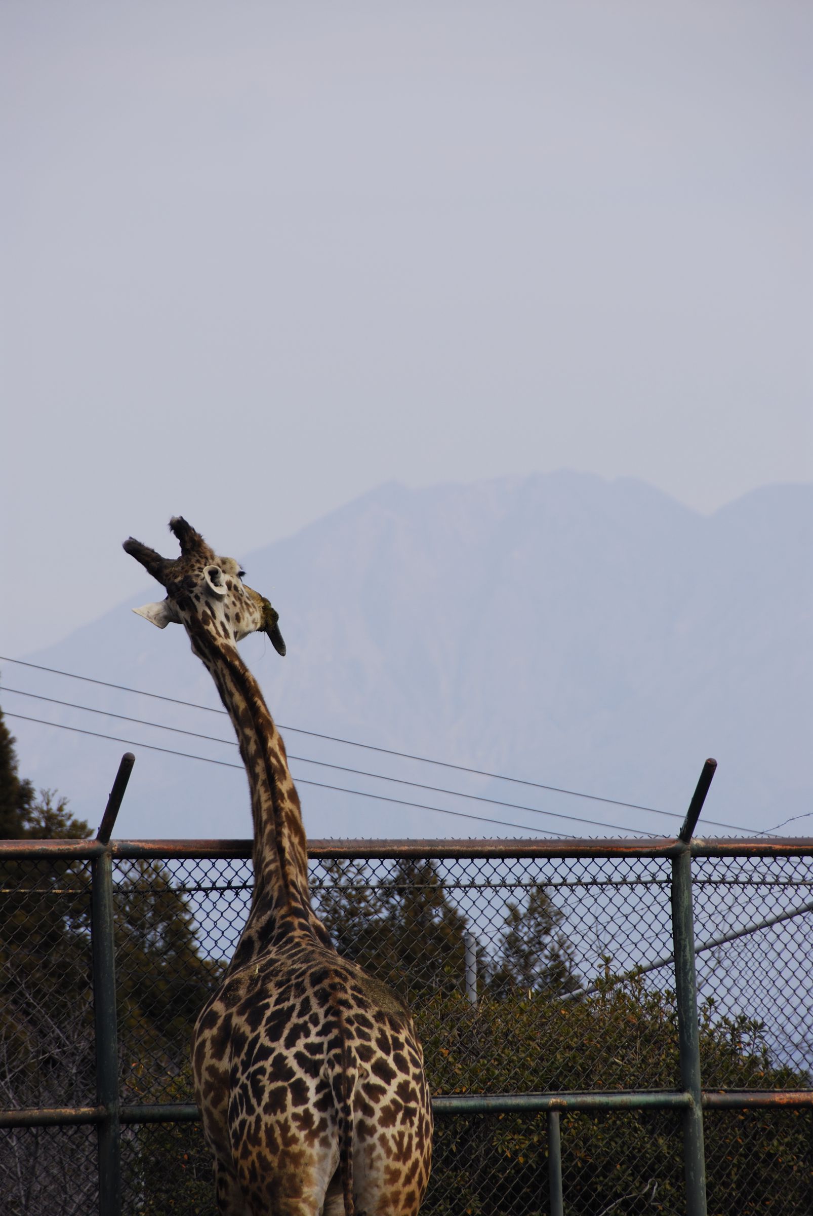 確認◡̈*.。画像3枚 Number 786 White On Red Background Stock Illustration