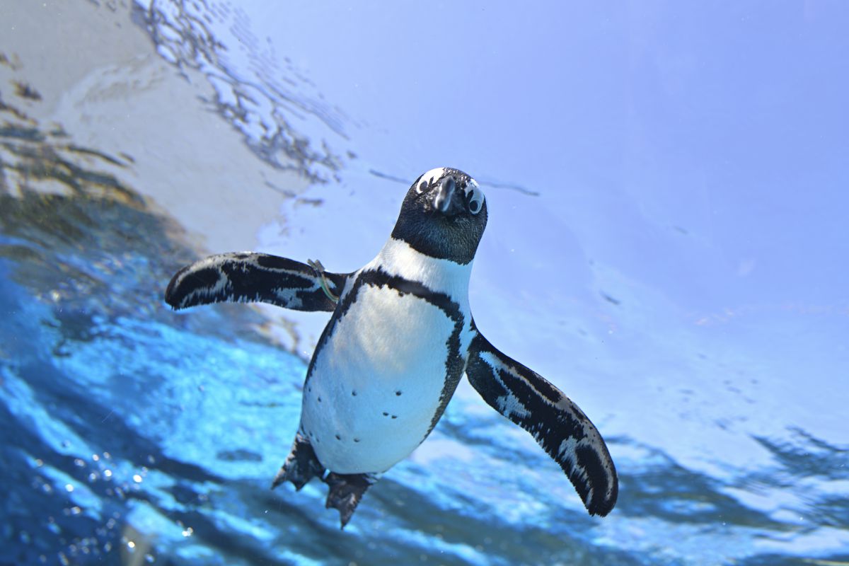 空飛ぶペンギン 動物 その他の海の生物 Ganref