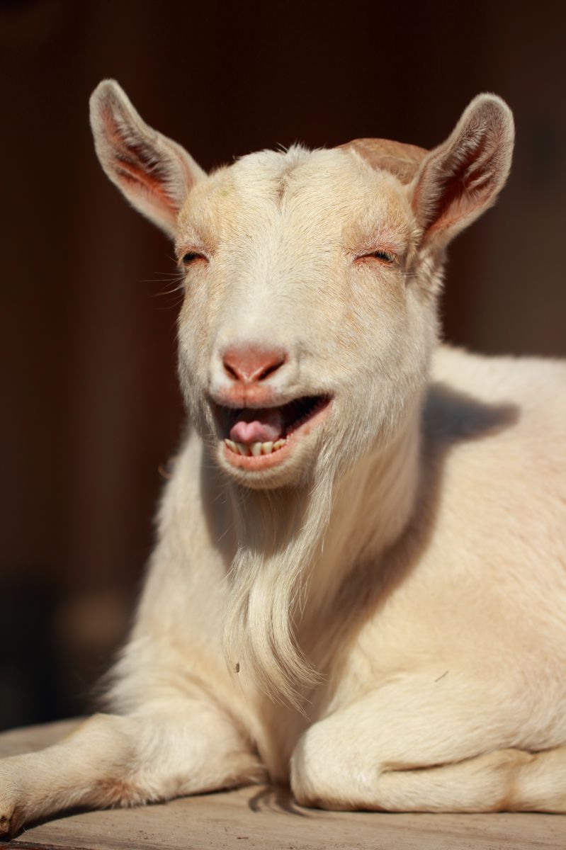 いつも笑顔で 動物 その他の陸の生物 Ganref