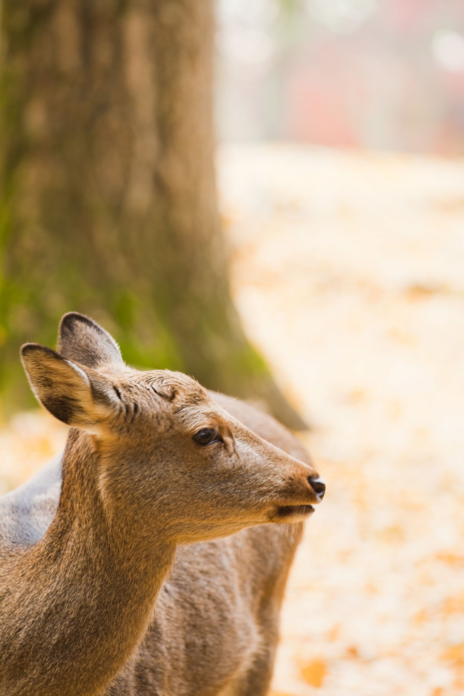 横顔 鹿ポートレート② 横顔 | GANREF