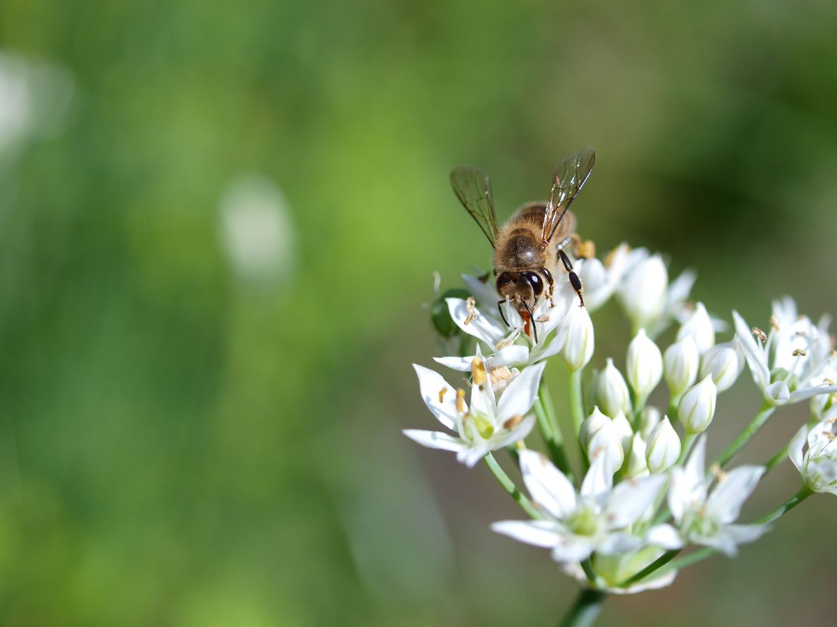 働き者は美しい 動物 虫 昆虫 Ganref 働き者は美しい 動物 虫 昆虫 Ganref