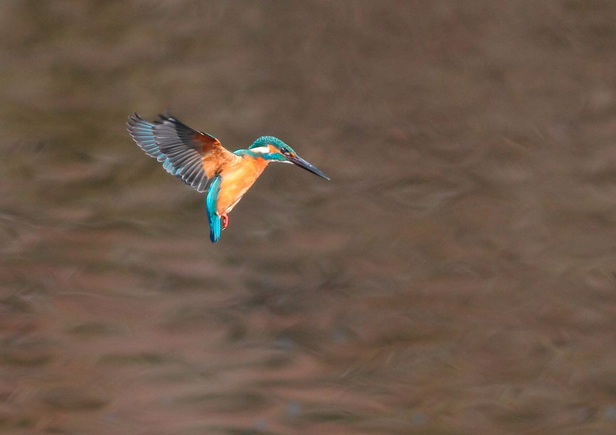 カワセミ ホバリング 動物 鳥類 Ganref