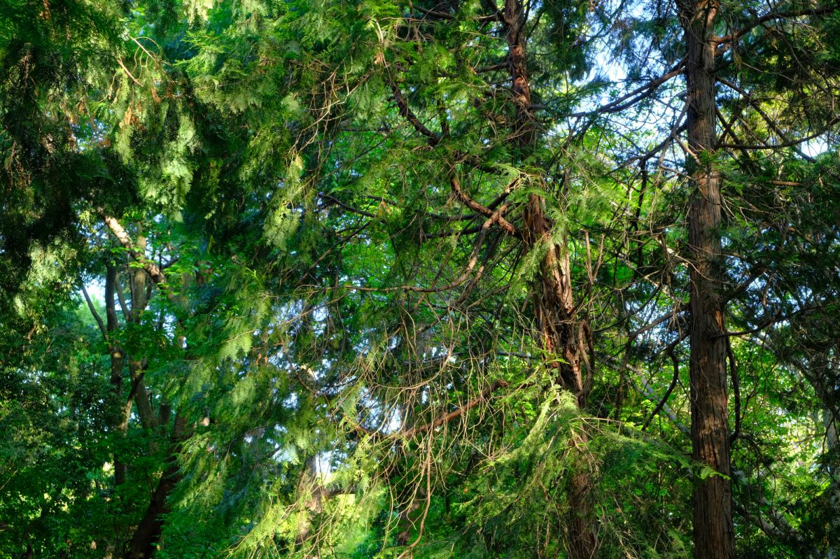 杉の木に射す光 自然 風景 森林 Ganref