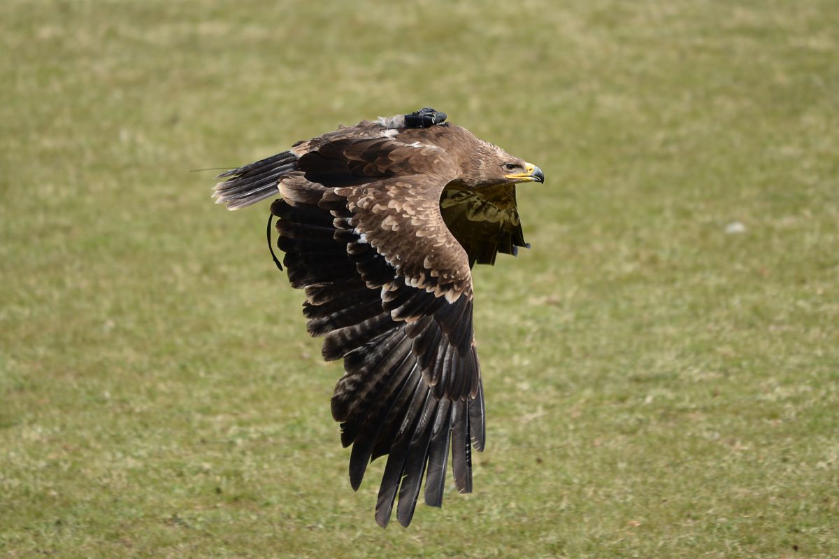 ソウゲンワシ 動物 鳥類 Ganref