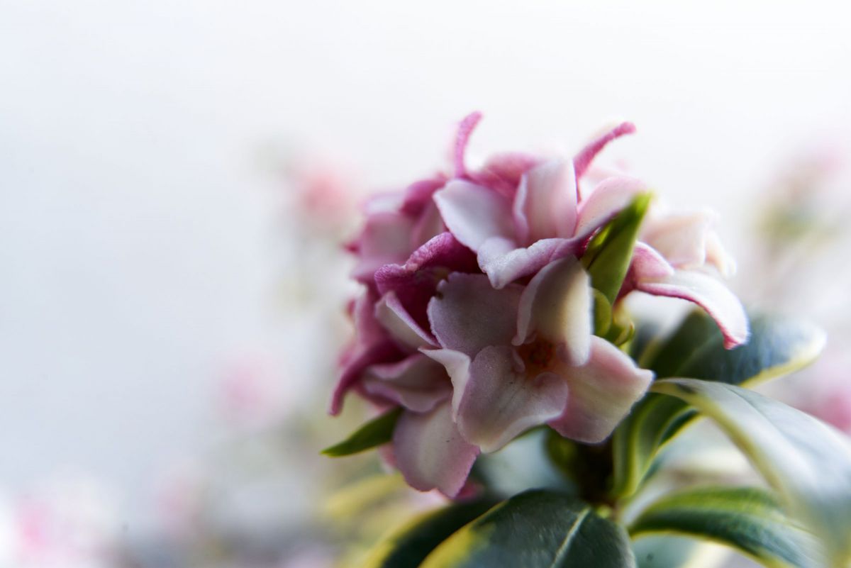 沈丁花21 植物 花 花びら Ganref