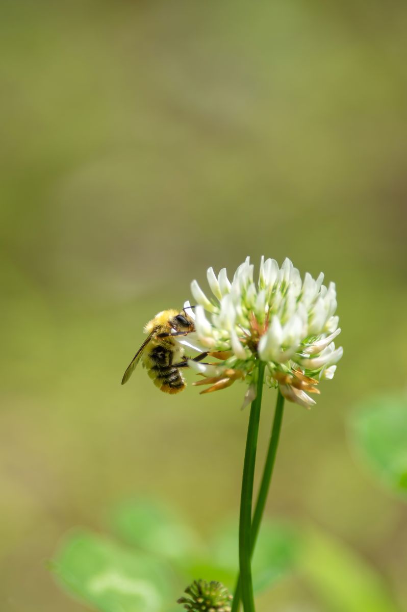 ライポン 動物 虫 昆虫 Ganref
