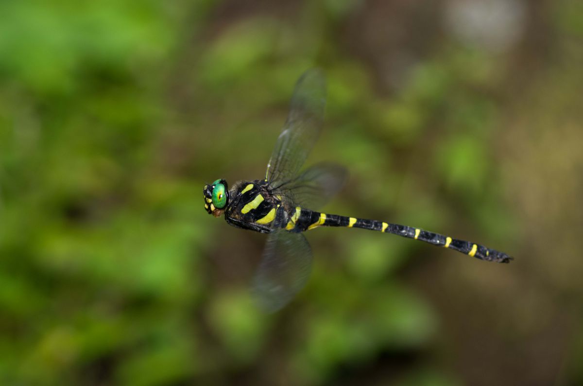 オニヤンマ 動物 虫 昆虫 Ganref