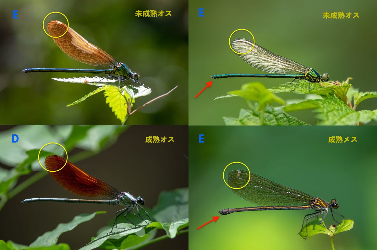 身近な難解種 カワトンボ その1 | GANREF