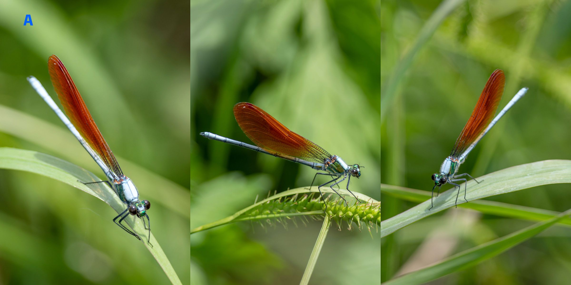 身近な難解種 カワトンボ その1 | GANREF