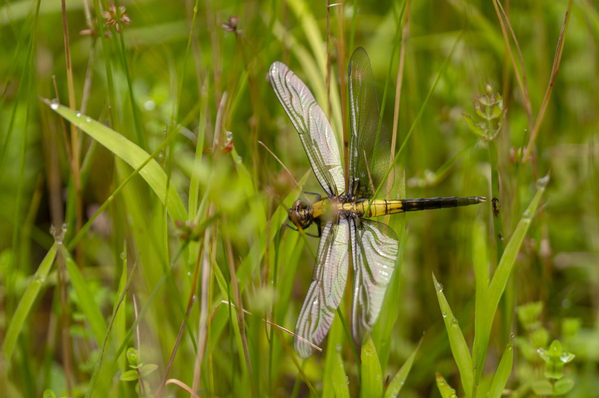セロファンの翅 GANREF