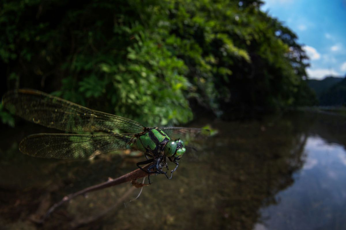 魚眼目線 動物 虫 昆虫 Ganref