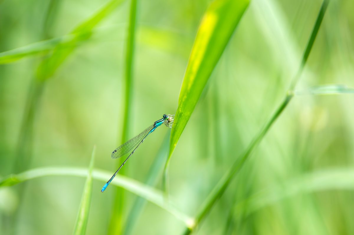 蜘蛛が主食 動物 虫 昆虫 Ganref